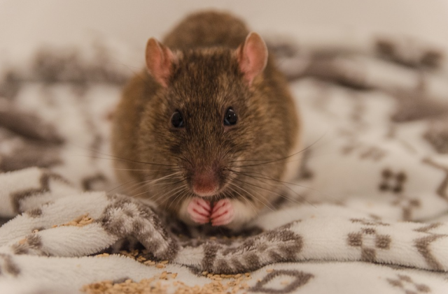 rata