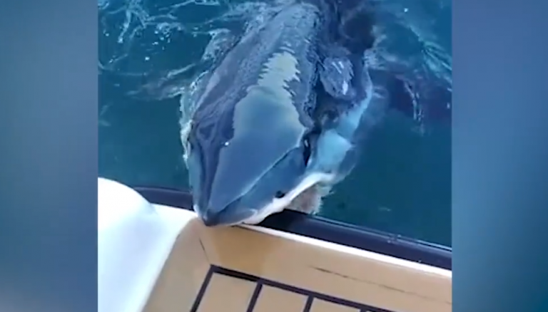 Tensión en alta mar: un tiburón muerde uno de los lados de una embarcación