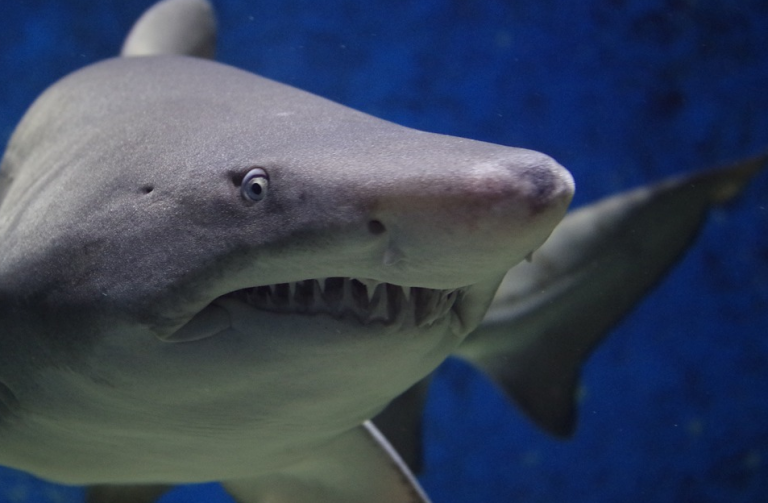 Un surfista salva la vida tras pegar un puñetazo en el ojo del gran tiburón blanco que le atacó