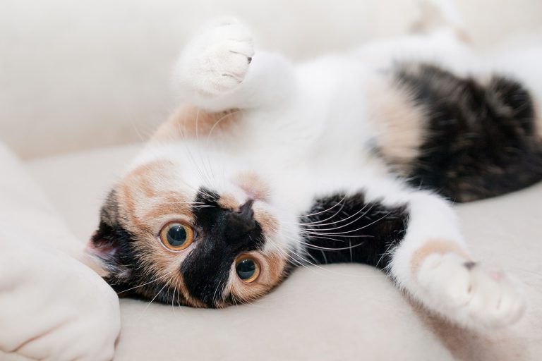 Un belga contagia a su gato con coronavirus