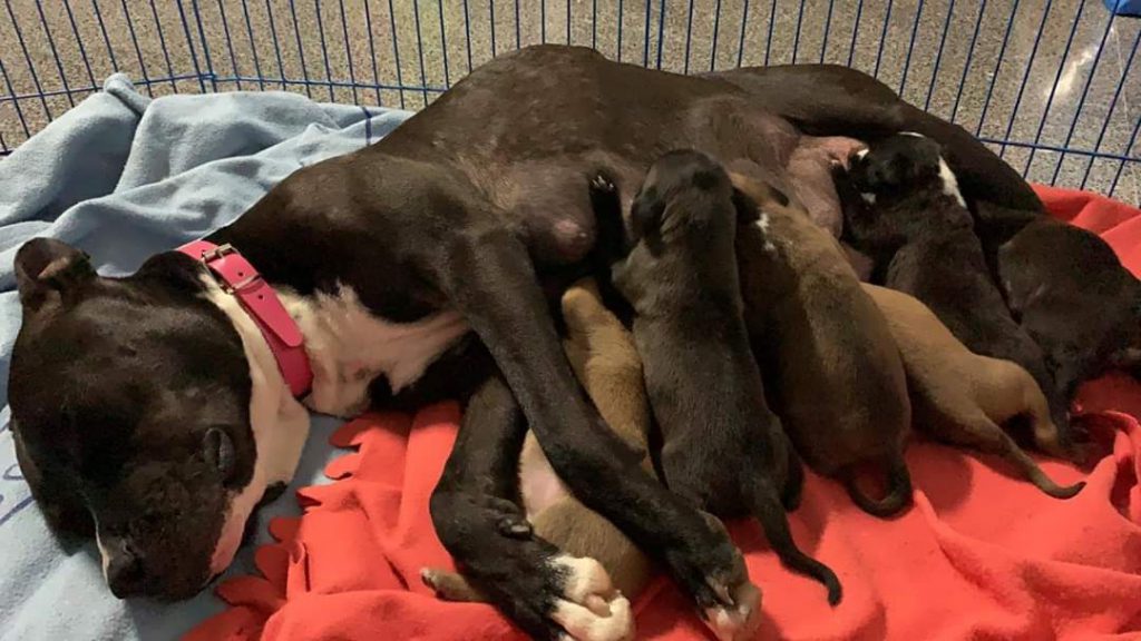 El secreto de tu perro y gato: también ellos pueden ser pesimistas 1 pesimistas