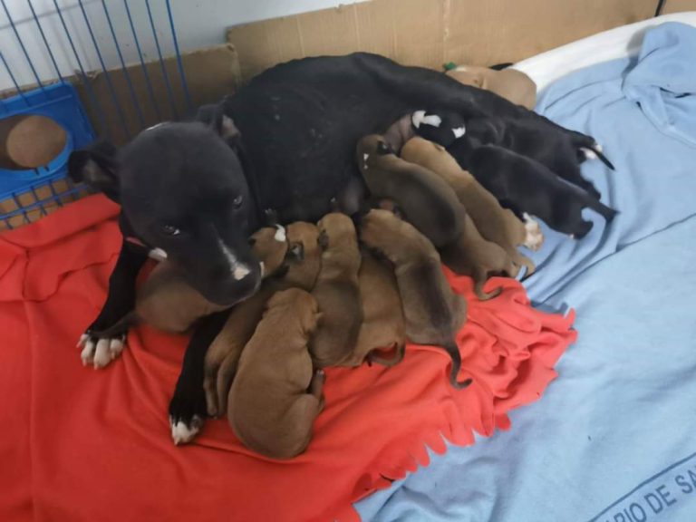 El Ayuntamiento pide que no abandonen a animales de compañía porque no suponen un peligro para la salud  