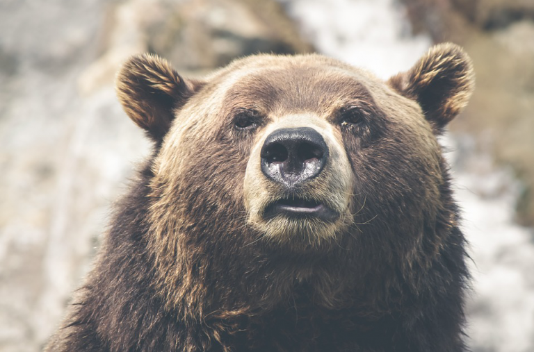 Graban un oso pardo caminado por las calles de una aldea asturiana en pleno confinamiento