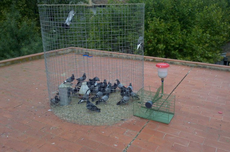 El Ayuntamiento de Santa María de Guía pone en marcha un sistema de control de palomas en el casco histórico