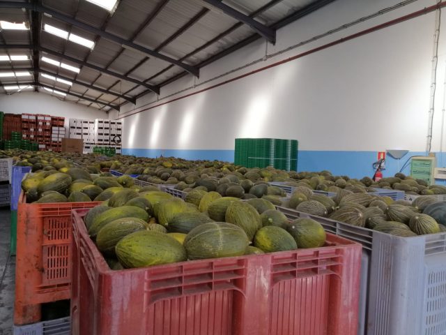 Excedente de melones