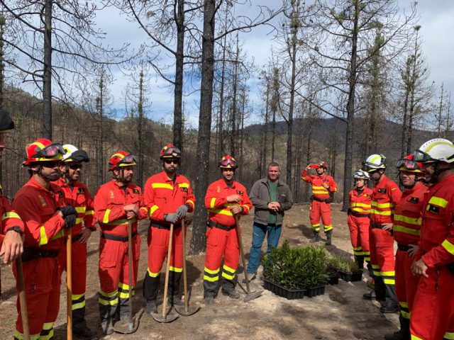 Ume Reforestacion