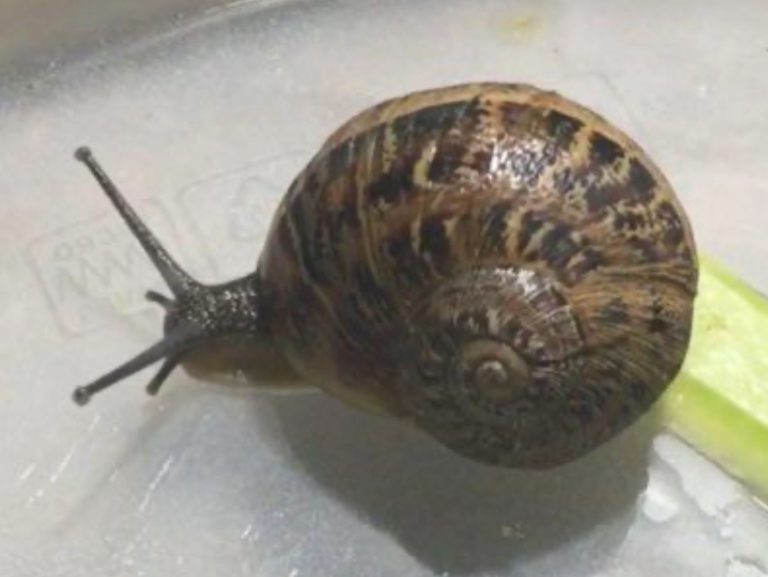 Descubren un ‘caracol zurdo’ en una terraza de Mallorca en pleno confinamiento