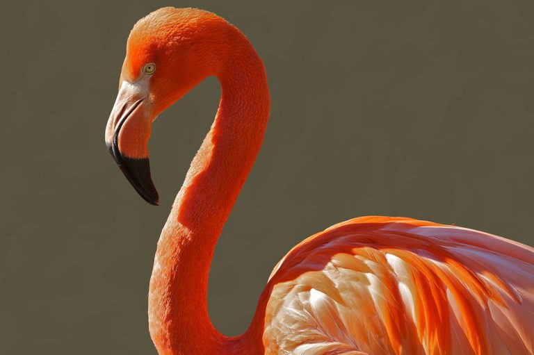 Una ráfaga de viento saca un flamenco del zoo donde vivía