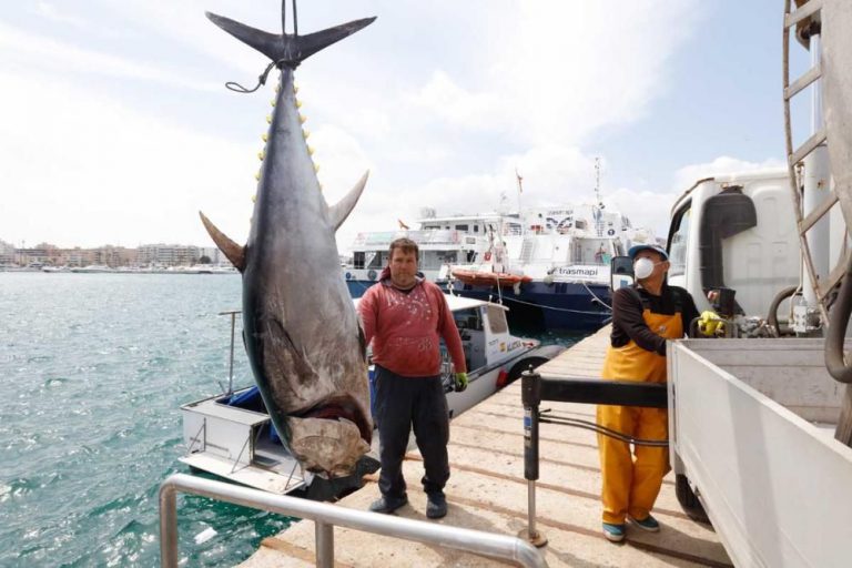 Pescan un atún rojo de más 115 kilos en Ibiza