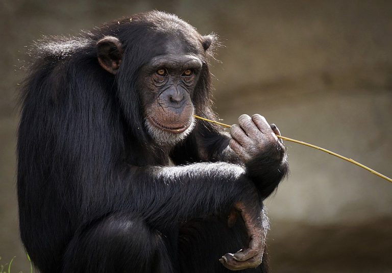La increíble foto que muestra a un grupo de monos respetando el distanciamiento social