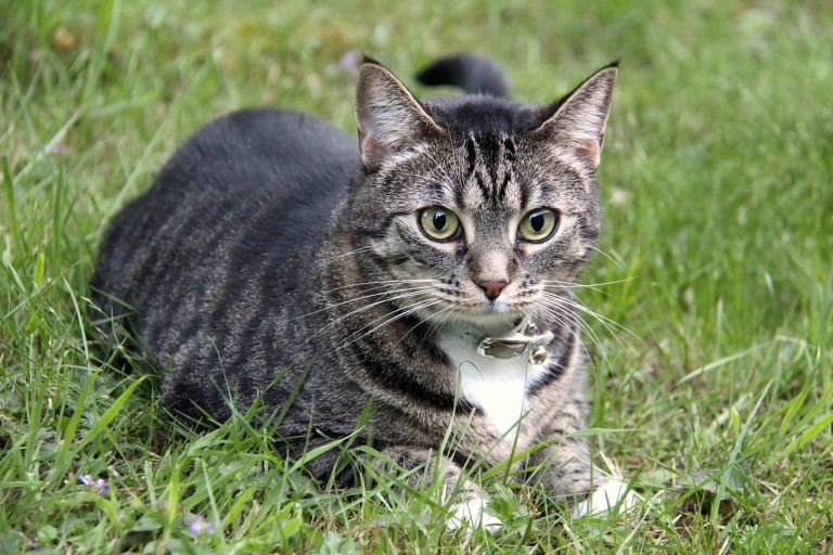 Una ciudad china prohíbe a la población comer gatos y perros tras la aparición del coronavirus