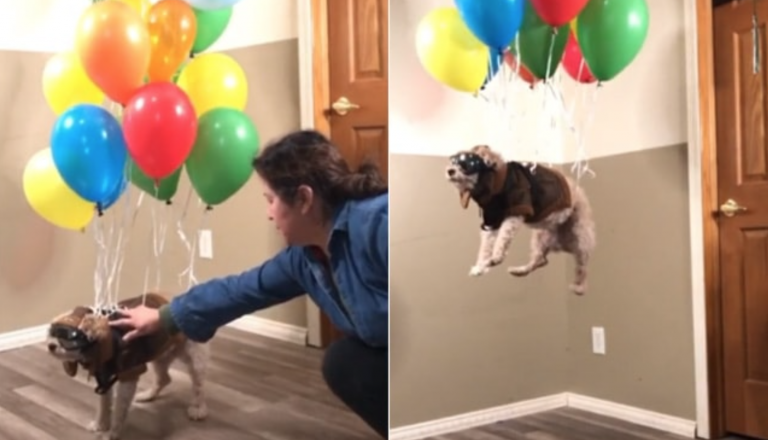 Una familia hace ‘levitar’ a su perro durante el confinamiento