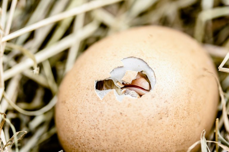 Una mujer incuba un huevo durante 35 días en su sostén y nace un pato