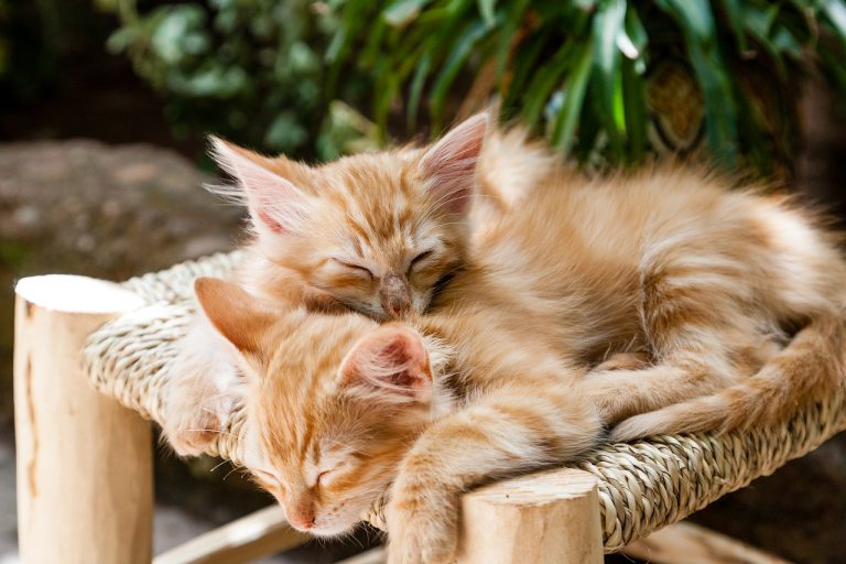 Dos gatos, primeras mascotas que dan positivo en EEUU por coronavirus