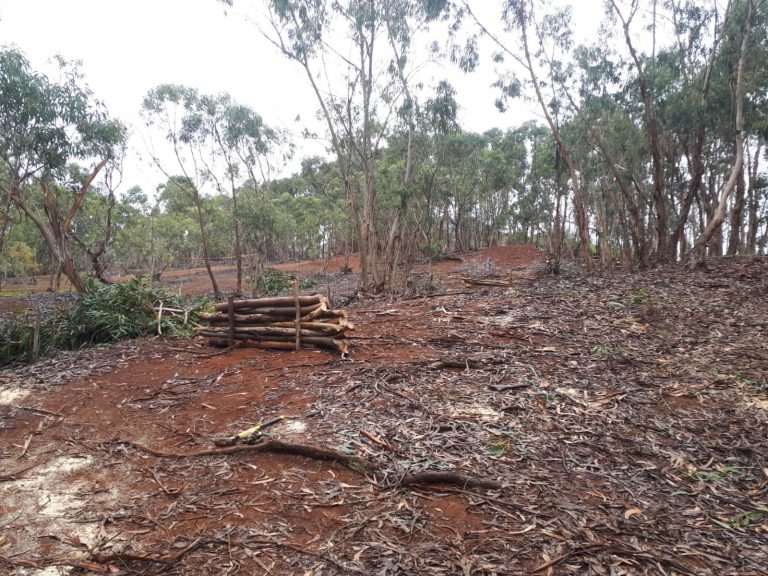 El Cabildo sustituye 305 eucaliptos por laurisilva en tres fincas para recuperar el bosque de Doramas de Gran Canaria