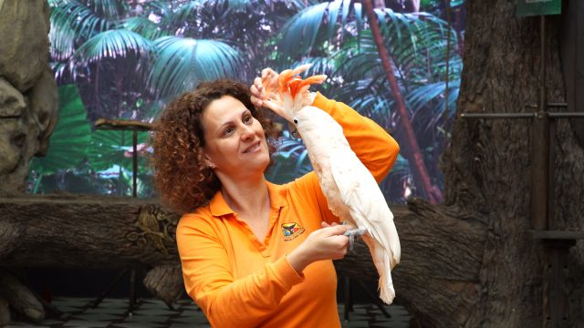 Loro Parque Continúa Haciendo Las Presentaciones De Animales Sin Público 2