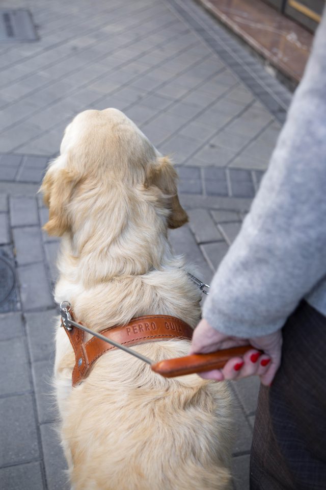 Persona Ciega Agarra Arnés Del Perro Guía