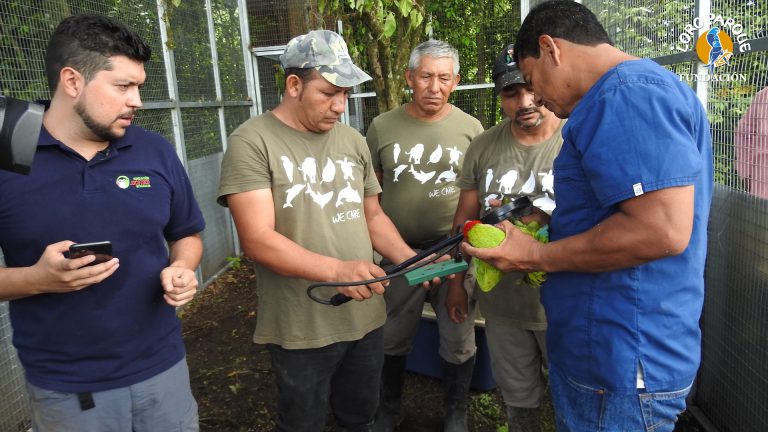 Loro Parque Fundación contribuye a la reintroducción   de seis guacamayos en Ecuador