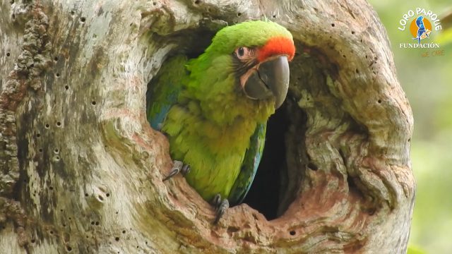 Loro Parque Fundacion Libera Seis Guacamayos En Ecuador 3