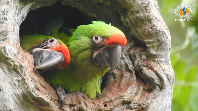 Loro Parque Fundacion Libera Seis Guacamayos En Ecuador 5