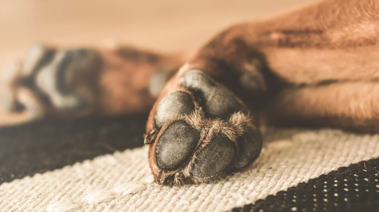 Idean una fórmula para calcular la edad de los perros en años humanos
