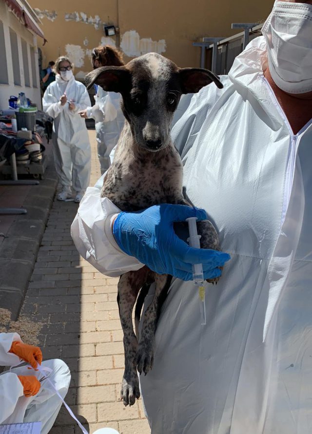 Perros Confiscados Aguimes3