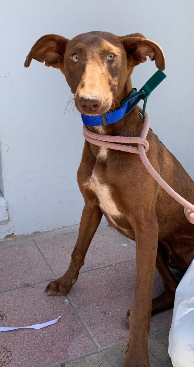 Perros Confiscados Aguimes4