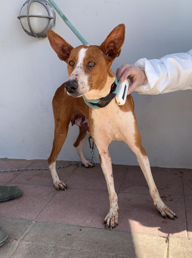 Perros Confiscados5 Aguimes