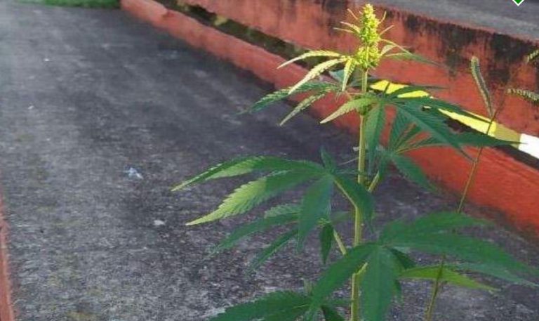 Una planta de marihuana florece en las gradas de un estadio de fútbol tras dos meses de inactividad