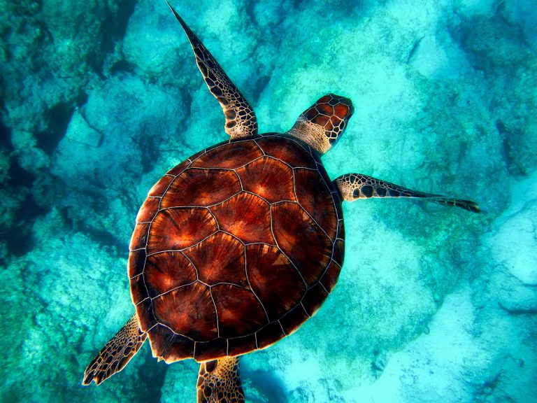 Cada hora desaparecen tres especies en el mundo