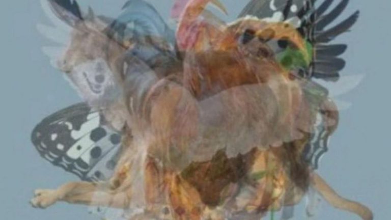 La curiosa imagen que define tú personalidad en función del animal que veas