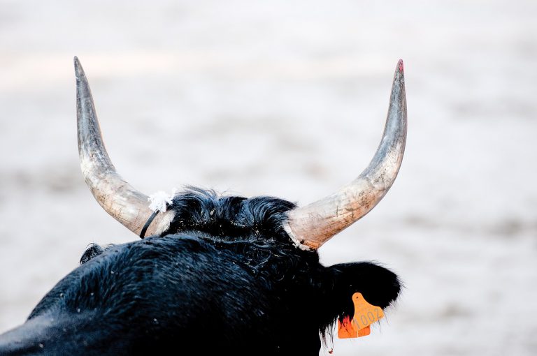Un toro deja sin luz a 700 familias tras rascarse con un poste eléctrico