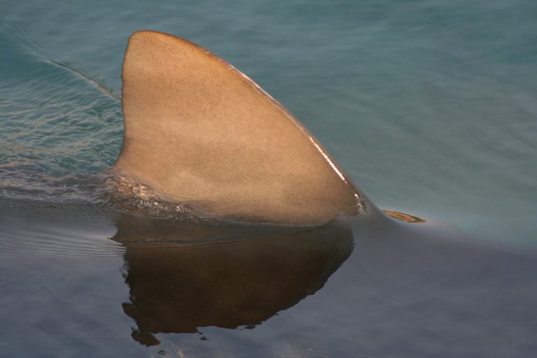 Un nadador paraolímpico escapa de dos tiburones en una playa de Gerona