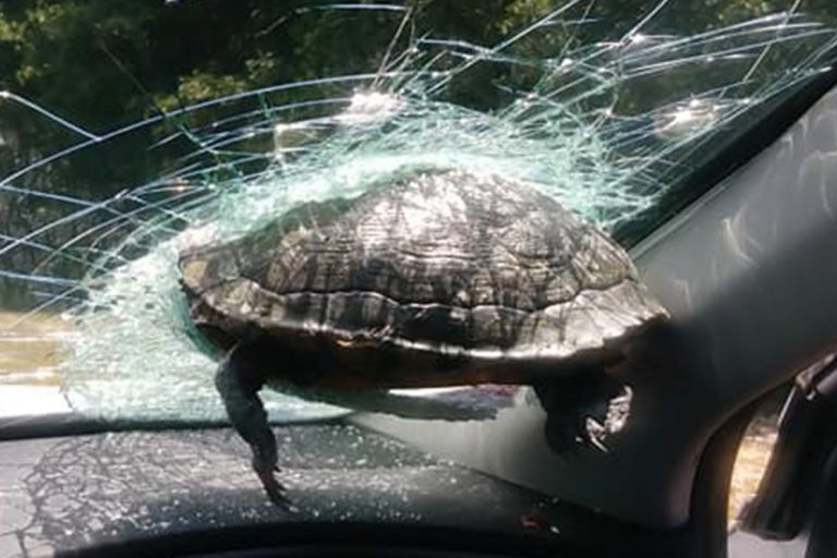 Una ‘tortuga volante’ se incrusta en la luna de un coche en pleno trayecto y muere desangrada