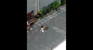 Un mono a bordo de una minimoto ataca ferozmente a una niña en plena calle