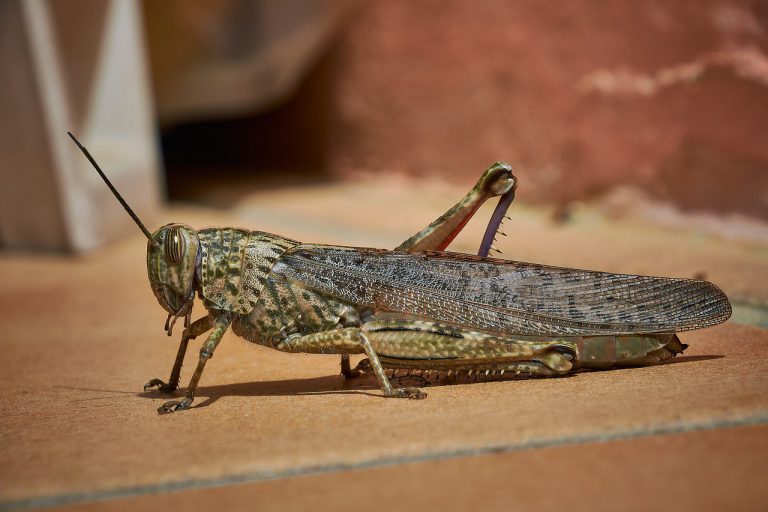 África se enfrenta a la peor plaga de langostas en 70 años