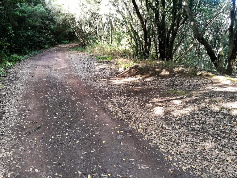 La consejera insular del área, Isabel García, ha indicado que “se han contratado 13 operarios que han sido seleccionado entre los núcleos urbanos del Parque Rural”