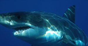 Graban a un tiburon de entre 3 y 4 metros nadando frente a la costa de Granada