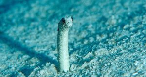 Un acuario de Japón pide a sus clientes que se comuniquen con las anguilas por video chat