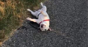 Un perro que ‘odia’ salir a pasear se viraliza en las redes sociales