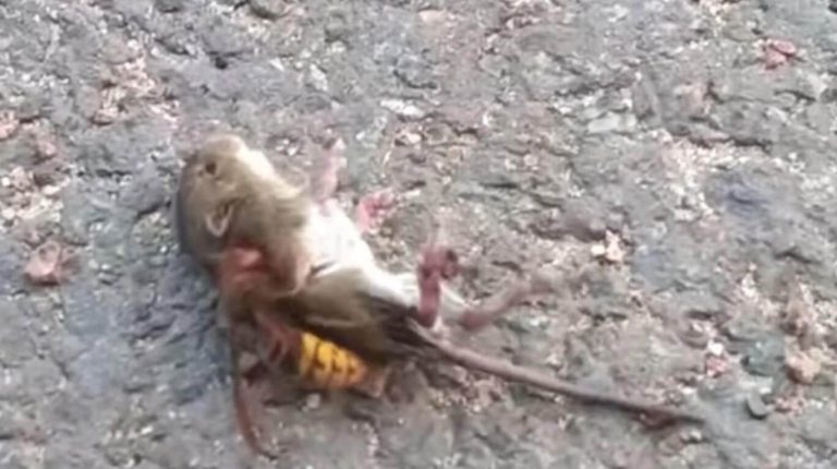 Un ‘avispón asesino’ acaba con la vida de un ratón en escasos segundos
