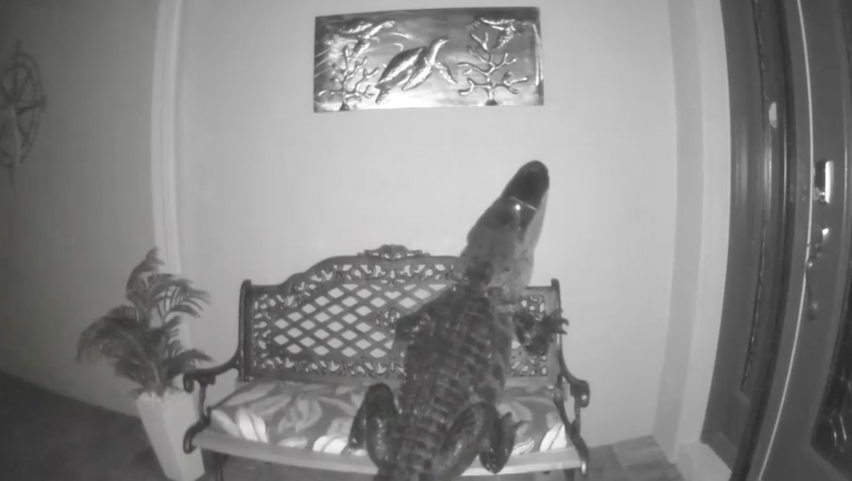 Un cocodrilo intenta devorar el cuadro de una tortuga en la entrada de una casa