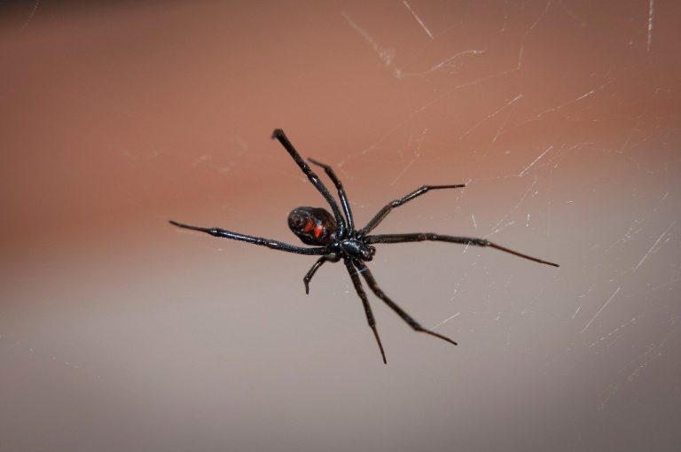 Ingresados tres niños tras dejarse picar por una viuda negra para adquirir los poderes de Spiderman