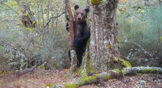 Graban a un oso pardo en Galicia, el primero en 150 años