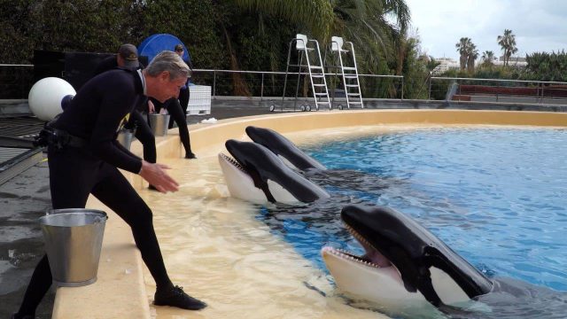 El Presidente De La Compañía Loro Parque Lanza Un Mensaje De Tranquilidad 5