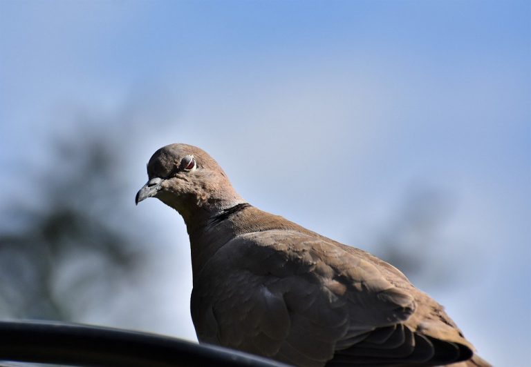 Las autoridades indias aseguran haber dado caza a “una paloma espía” estrenada por Pakistán
