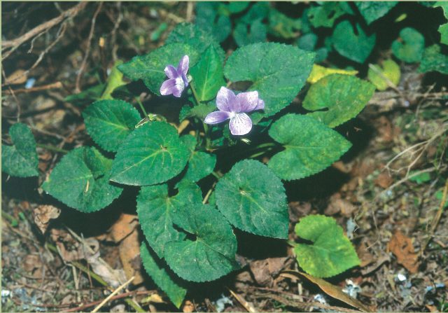 Violeta de Anaga (Foto www.gobiernodecanarias.org)