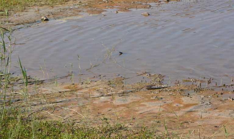 El PP exige al Cabildo una actuación inmediata ante la plaga de mosquitos y el mal olor en la Charca de Maspalomas por la muerte diaria de miles de peces