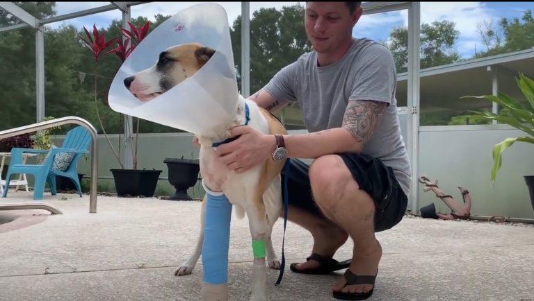 Un hombre lucha contra un cocodrilo para salvar la vida de su perro
