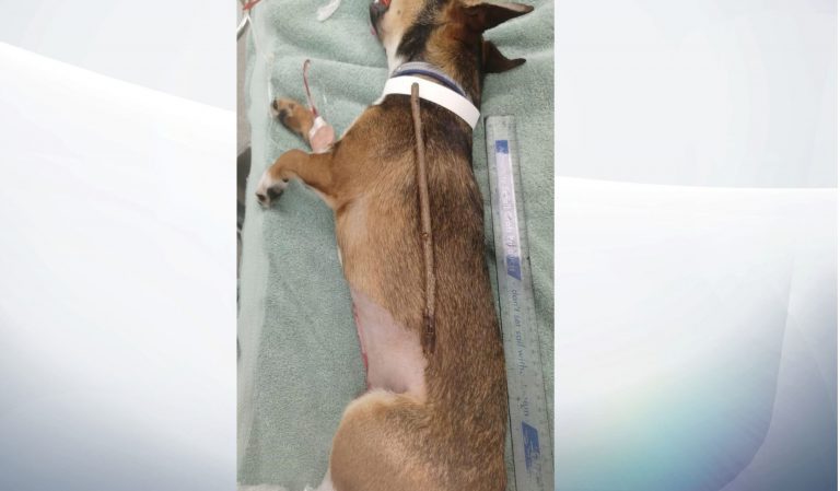 Un perro salva la vida tras tragarse un palo de 25 centímetros